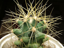 gymnocalycium calochlorum
