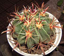 ferocactus latispinus