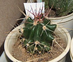 ferocactus pilosus