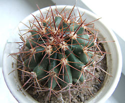ferocactus sp.