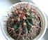 ferocactus sp.