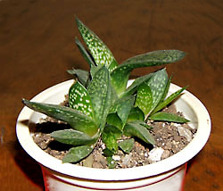 gasteria sp.