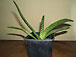 gasteria