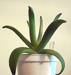 glotiphyllum linguiforme