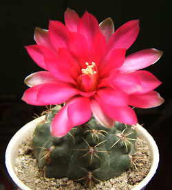 gymnocalicium baldianum