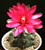gymnocalicium baldianum