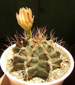 gymnocalicium joosensianum