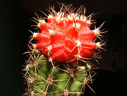 lobivia silvestrii