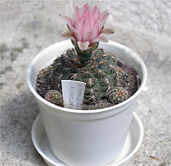 gymnocalycium calochlorum