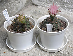 gymnocalicium