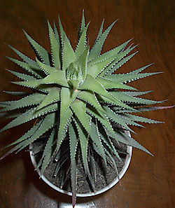 haworthia