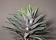 haworthia sp.1