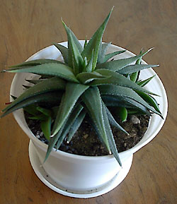 haworthia sp.