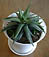 haworthia sp.
