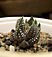 haworthia retusa
