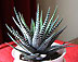 haworthia fasciata