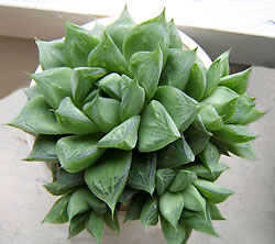 haworthia retusa