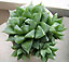 haworthia retusa