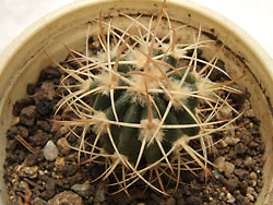 homolocephala texensis