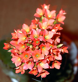 kalanchoe blossfeldiana