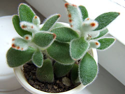 kalanchoe tomentosa