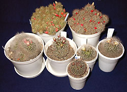 mammillaria