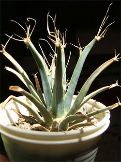 leuchtenbergia