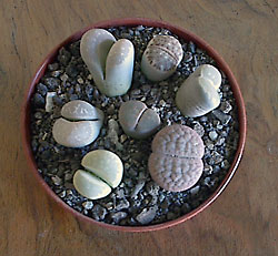 lithops