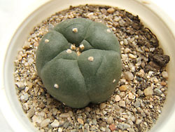 lophophora williamsii