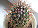 mammillaria sp.