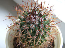 Mammillaria sp.