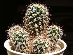 mammillaria collinsii