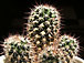 mammillaria collinsii