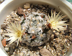 mammillaria duwei 