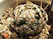 mammillaria duwei tövissel