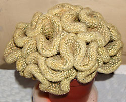 mammillaria elongata forma cristata