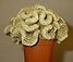 mammillaria elongata forma cristata