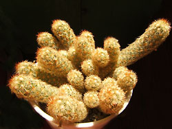 mammillaria elongata