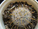 mammillaria erythrosperma