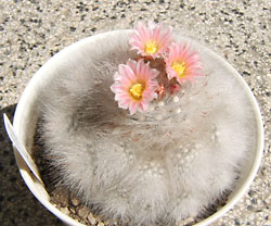 mammillaria glasii