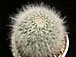 mammillaria hahniana