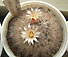 mammillaria longicoma
