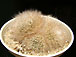 mammillaria longicoma