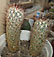 mammillaria microhelia