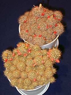 mammillaria prolifera