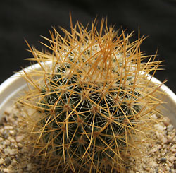 mammillaria sp