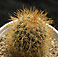 mammillaria sp.