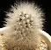 mammillaria schwarzii