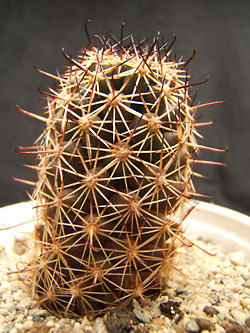 mammillaria sheldoni