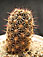 mammillaria sheldoni